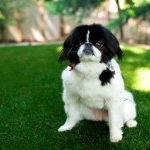 San Marcos Pet Turf Installation, Artificial Pet Turf Company