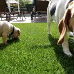 Synthetic Pet Turf Company San Marcos, Artificial Pet Grass Backyard Installation