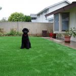 Synthetic Lawn Pet Turf San Marcos, Top Rated Artificial Grass Installation for Dogs