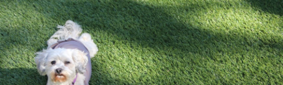 ▷7 Reasons That Artificial Grass Is Good For Pets San Marcos