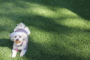 7 Reasons That Artificial Grass Is Good For Pets San Marcos
