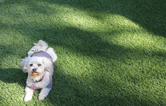 7 Reasons That Artificial Grass Is Good For Pets San Marcos